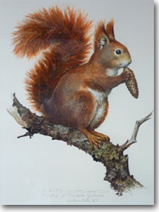Original Painting, Red Squirrel Brenders
