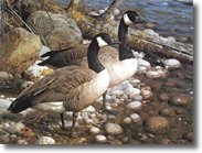 Original Painting, The Survivors - Canada Geese by Carl Brenders