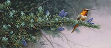 Original Painting, Rufous Hummingbird and Mountain Hemlock by Stephen Lyman