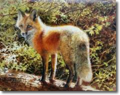 Original Painting, Fox by Bonnie Marris