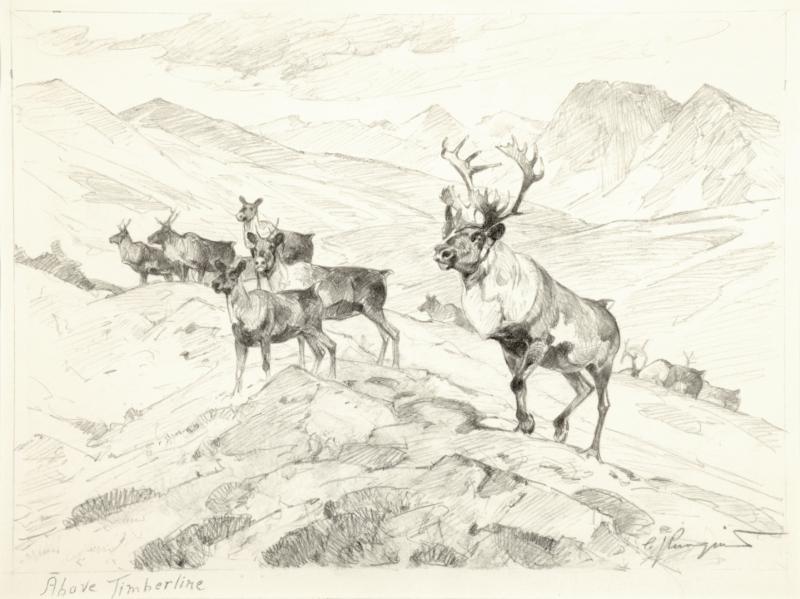 Original Oil on Canvas, Above Timberline Original Pencil Drawing by Carl Rungius