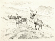 Original Drawing, Above Timberline by Carl Rungius