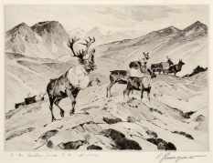 Above Timberline Etching by Carl Rungius