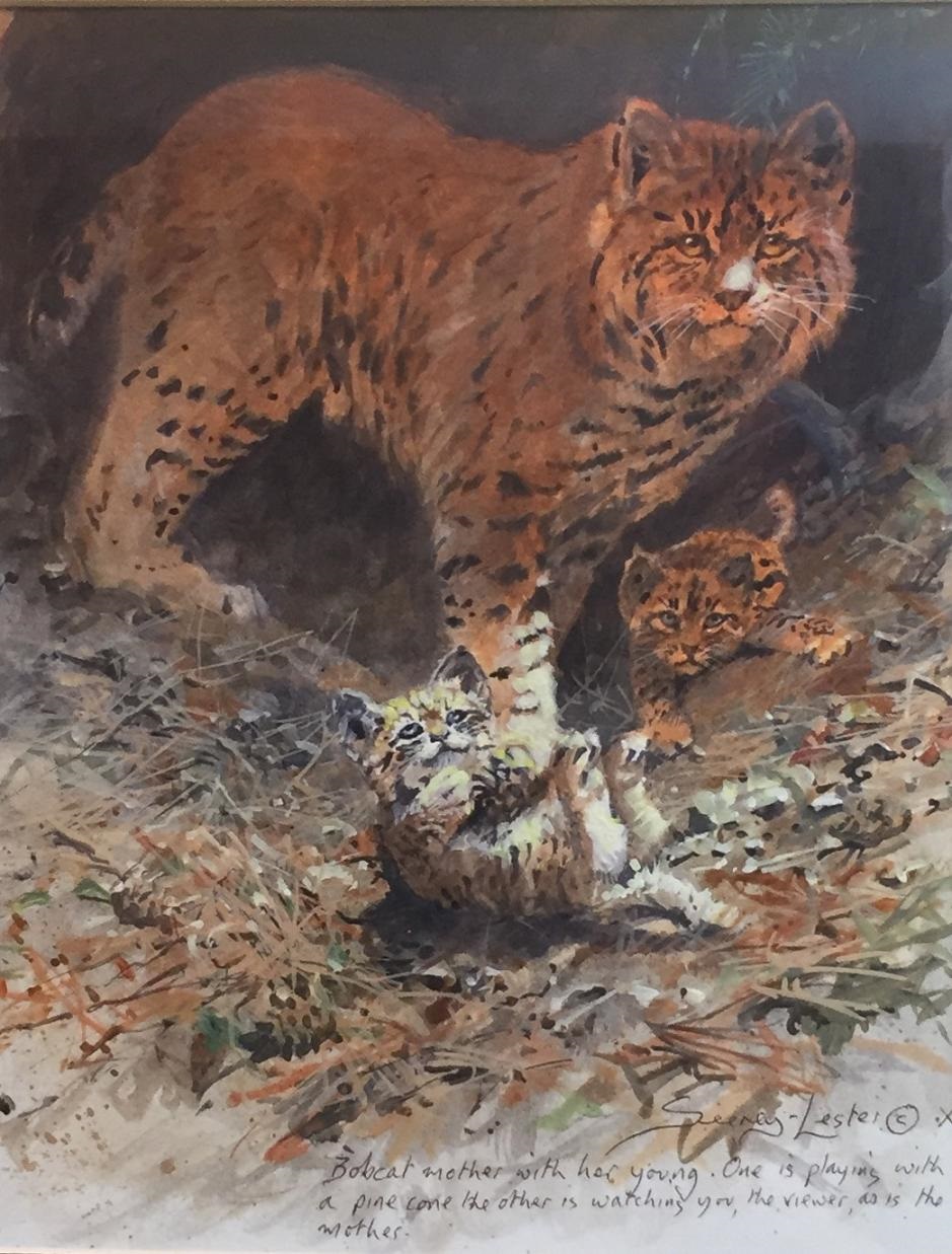 Bobcat Study Original Painting by John Seerey-Lester