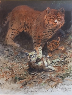 Original Painting, Bobcat Study by John Seerey-Lester