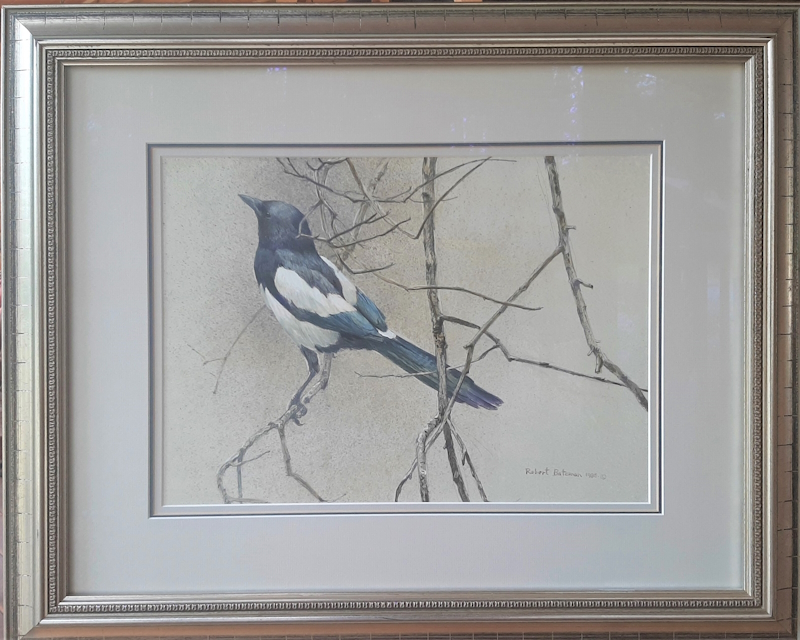 Original painting Magpie by Robert Bateman