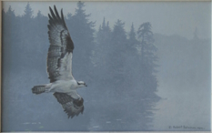 Original Painting, Misty Lake Osprey by Robert Bateman