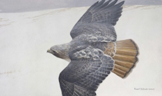 Original Painting, Red Tailed Hawk in Flight by Robert Bateman