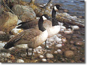 Original Painting, The Survivors - Canada Geese by Carl Brenders