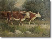 Original Painting White Face Cattle by G. Harvey