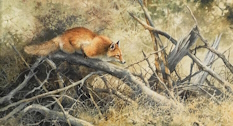 Original Painting, Red Fox by Bonnie Marris