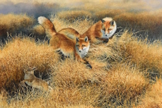 Original Painting, Red Foxes After a Rabbit by Bonnie Marris