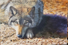 Original Painting, Takaya, the Wolf That Waits by Bonnie Marris