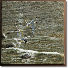 Original Painting, Terns by Susan von Borstel